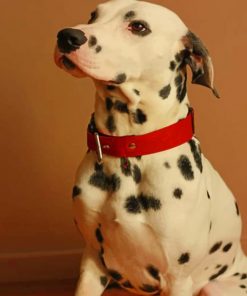Dalmatian Breed Dog - Paint By Numbers