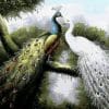 Peacock Couple - Birds Paint By Number