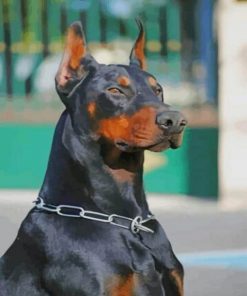 Doberman Dog – Paint By Number