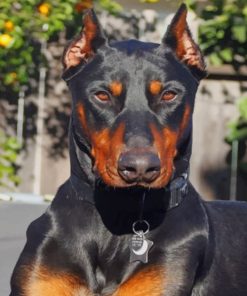 Ddoberman – Paint By Number