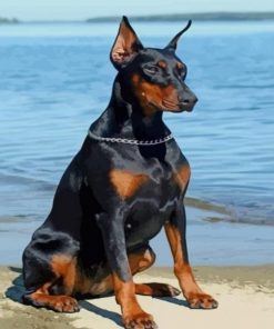 Black Doberman – Paint By Number