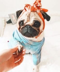 Dog Girly Pug - Paint By Number