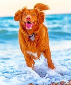Dog Running In Beach – Paint By Number
