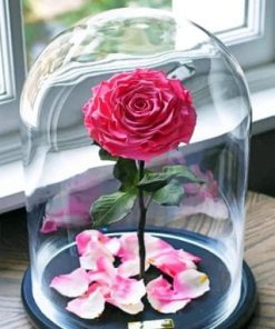 Enchanted Rose – Paint By Number