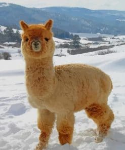 Fluffy Adorable Baby Alpaca - Paint By Number