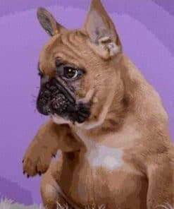 French Bulldog - Paint By Number