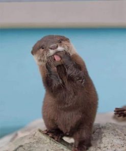 Funny Asian Small Clawed Otter - Paint By Numbers