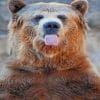 Funny Bear Paint by numbers