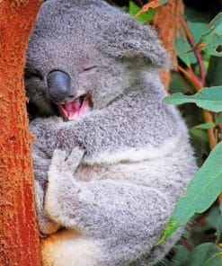 Funny Koala paint by numbers