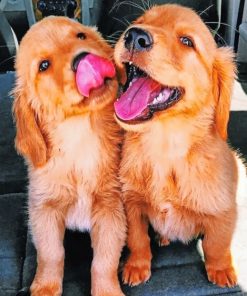 Golden Retriever – Paint By Number