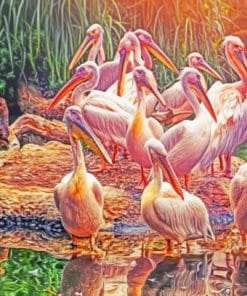 Great White Pelicans - Paint By Number