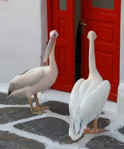 Greece Pelican - Paint By Number