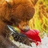Grizzly Bear Catching Salmon – Animals Paint By Numbers