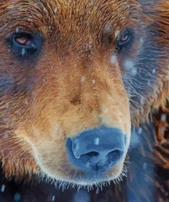 Grizzly Bear – Animals Paint By Numbers