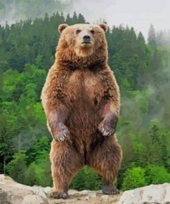 Grizzly Bear Standing Up – Animals Paint By Numbers
