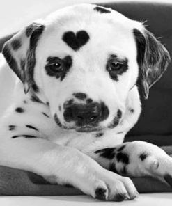Heart Shaped Dalmatian - Paint By Numbers