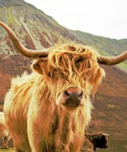 Highland Cow Gazing - Paint By Numbers