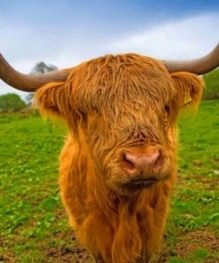 Brown Highland Cow - Paint By Numbers
