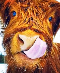 Highland Cow - Paint By Numbers