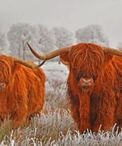 Highland Cows In The Snow - Paint By Numbers