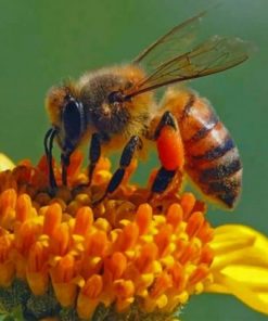 Honey Bee On Flower - Paint By Number