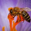 Honey Bee Purple Flower – Paint By Number