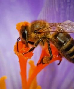 Honey Bee Purple Flower – Paint By Number
