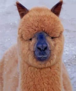 Huacaya Alpaca Breed - Paint By Number