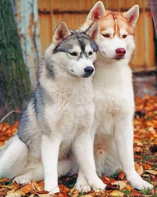Huskies Paint by numbers