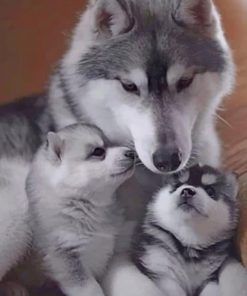 Husky Family – Animals Paint By Number