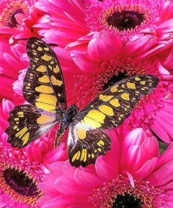 Hydrangea And Butterfly – Paint By Number
