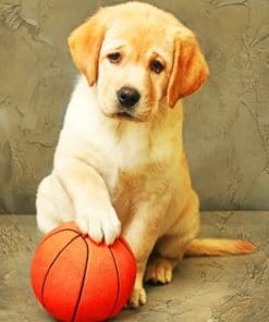 Labrador Puppy With Ball - Paint By Number