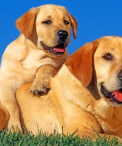 Labrador Retriever Dogs - Paint By Number