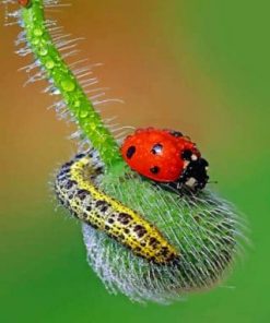 Ladybug – Insects Paint By Numbers