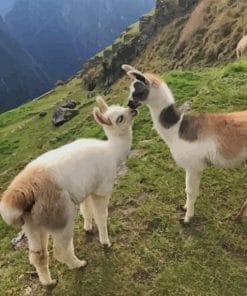Llama Animals In The Mountain - Paint By Number