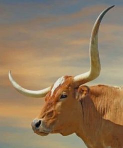 Brown Longhorn - Paint By Number