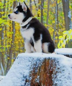 Lovely Husky – Animals Paint By Number
