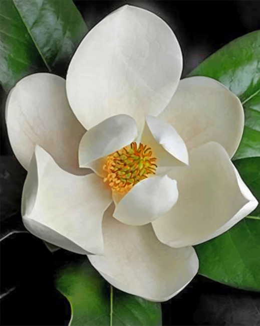 White Magnolia Paint by numbers