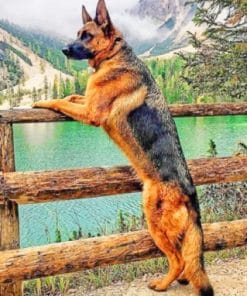 Majestic German Shepherd - Paint By Number