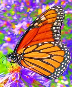 Monarch Butterfly – Insects Paint By Numbers