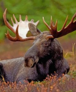 Moose With Big Horns - Paint By Number