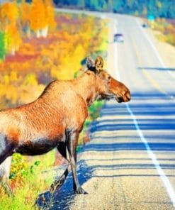 Big Moose On The Road - Paint By Number