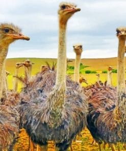 Ostriches In A Field - Paint By Numbers