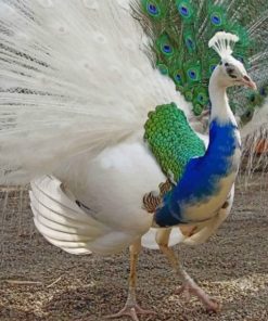 Peacock Partial Leucism - Paint By Number