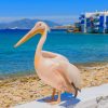Petros The Pelican - Paint By Number