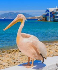 Petros The Pelican - Paint By Number