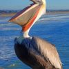 Pismo Pelican - Paint By Number