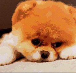Pomeranian Puppy - Paint By Number