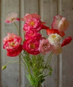 Poppies Bouquet - Paint By Numbers