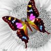 Purple Butterfly On Sunflower - Insects Paint By Numbers